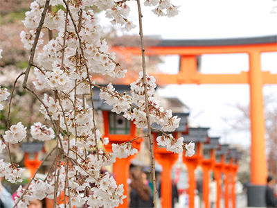 平野神社の桜