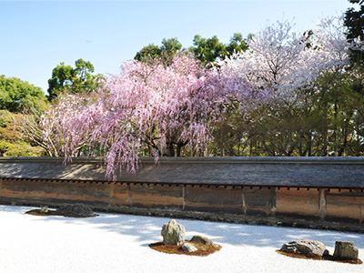 龍安寺の桜