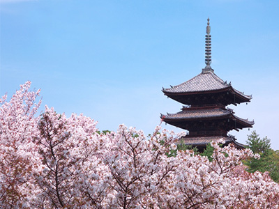 仁和寺の桜