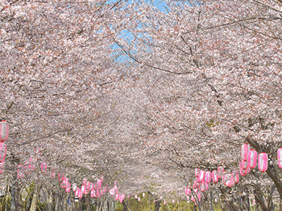 忠元公園の桜