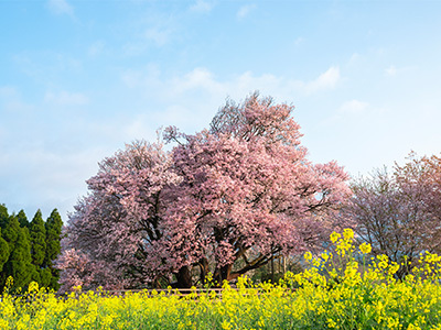 一心行の大桜