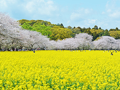 西都原古墳群の桜