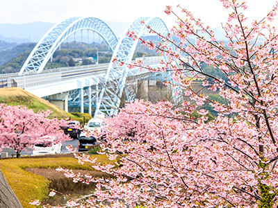 西海橋公園の桜