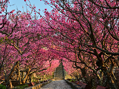 今帰仁城跡の桜