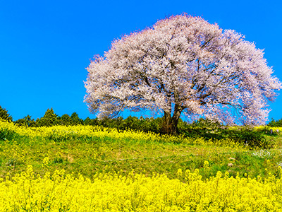 馬場の山桜の桜