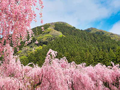丸岡町山竹田の里 しだれ桜の桜