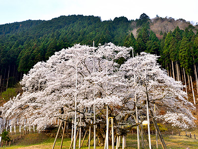 淡墨公園の桜