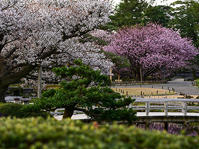 兼六園・金沢城公園の桜