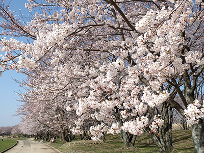 宮川堤の桜