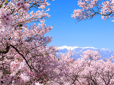 高遠城址公園の桜