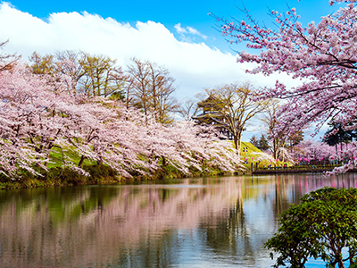 高田城址公園の桜