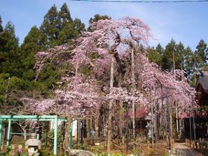【桜・見ごろ】愛蔵寺の護摩桜