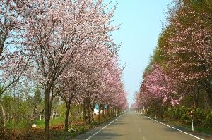 【桜・見ごろ】世界一長い桜並木