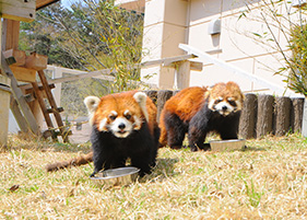 三段池RAVIHOUSE動物園