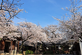 妙法寺