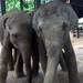 世界で一番行きたい国No1のスリランカにたくさんの象が！？