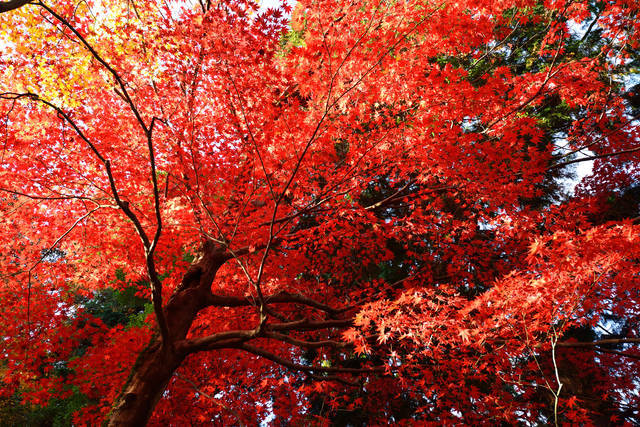 日本の秋を大満喫！日本全国おすすめの紅葉絶景スポット15選 - Tripa