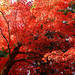 日本の秋を大満喫！日本全国おすすめの紅葉絶景スポット15選