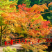 日本の秋を大満喫！日本全国おすすめの紅葉絶景スポット15選