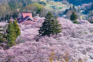 今年はこの桜絶景が見たい！春の到来を感じさせる日本全国のお花見スポット20選