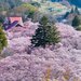 今年はこの桜絶景が見たい！春の到来を感じさせる日本全国のお花見スポット20選