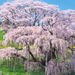 日本三大桜・五大桜って知ってる？一生に一度はお花見したい桜の名所