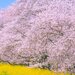関東で桜を見るならここ！おすすめお花見スポット10選
