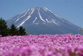 富士山と芝桜の絶景は必見♪ 富士芝桜まつりと周辺モデルコース