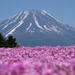 富士山と芝桜の絶景は必見♪ 富士芝桜まつりと周辺モデルコース