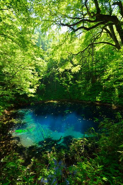 原始の森に癒される旅へ パワースポット 白神山地 をご紹介 Tripa トリパ 旅のプロがお届けする旅行に役立つ情報
