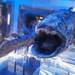 どんな魚に出会える？神秘の世界に住む深海魚に会える水族館9選