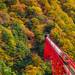紅葉シーズンに訪れるならここ！絶景の黒部峡谷トロッコ電車♪