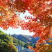 紅葉×温泉は最高の組み合わせ！温泉地が近い東日本の紅葉名所5選