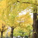 この時期だけの黄色い絶景！東京・横浜のイチョウが見られるスポット