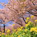 写真の撮り方も要チェック！一足早く春を感じられる河津桜のおすすめスポット