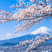 今年の桜はどこへ見に行く？日本全国のおすすめお花見スポット【まとめ】