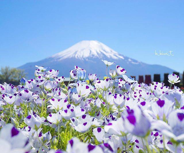 来年こそ見たい絶景を探そう！今年はエア花見！#タビジェニ で投稿され