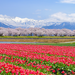 北陸の春は感動する絶景ばかり！富山・石川・福井の春のおすすめスポット
