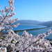 京都府の桜名所が多い秘密とは！？新スタイルの「ずらし花見」「歩き花見」