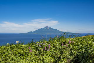 夏の北海道は花の楽園！利尻島・礼文島・稚内・富良野の夏絶景とグルメ旅