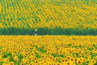 夏らしいひまわりで元気チャージ!おすすめの絶景ひまわり畑15選
