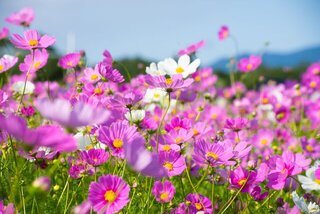 まるでピンクの絨毯!秋に行きたい日本全国の絶景コスモス畑15選