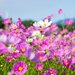 まるでピンクの絨毯！秋に行きたい日本全国の絶景コスモス畑15選