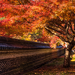 カメラ片手に大人の秋旅！岐阜県のフォトジェニックな紅葉スポット