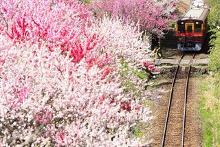 春の絶景はコレで決まり！電車と春の花が撮影できるおすすめ鉄道スポット