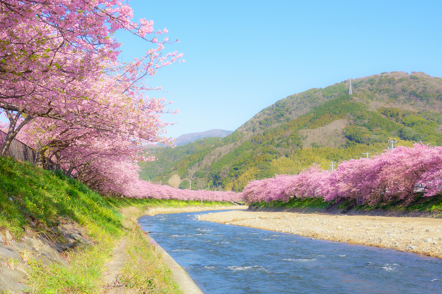 今年こそ本場の河津桜を見たい！河津周辺で温泉も楽しめるおすすめ温泉