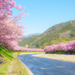 今年こそ本場の河津桜を見たい！河津周辺で温泉も楽しめるおすすめ温泉宿
