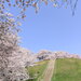 春が待ち遠しい！カメラ好きが選ぶ埼玉県の桜名所ランキングBEST5