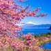 桜の季節に行きたい！「桜×〇〇」のおすすめ絶景スポット10選