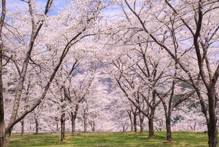 今年は混雑回避でお花見したい！桜のおすすめ穴場スポット10選